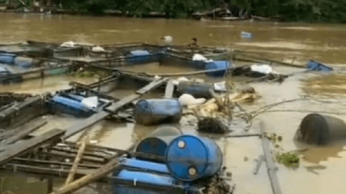 Ratusan Keramba Milik Warga Desa Olak Hanyut Disapu Banjir, Kerugian Capai Miliaran Rupiah