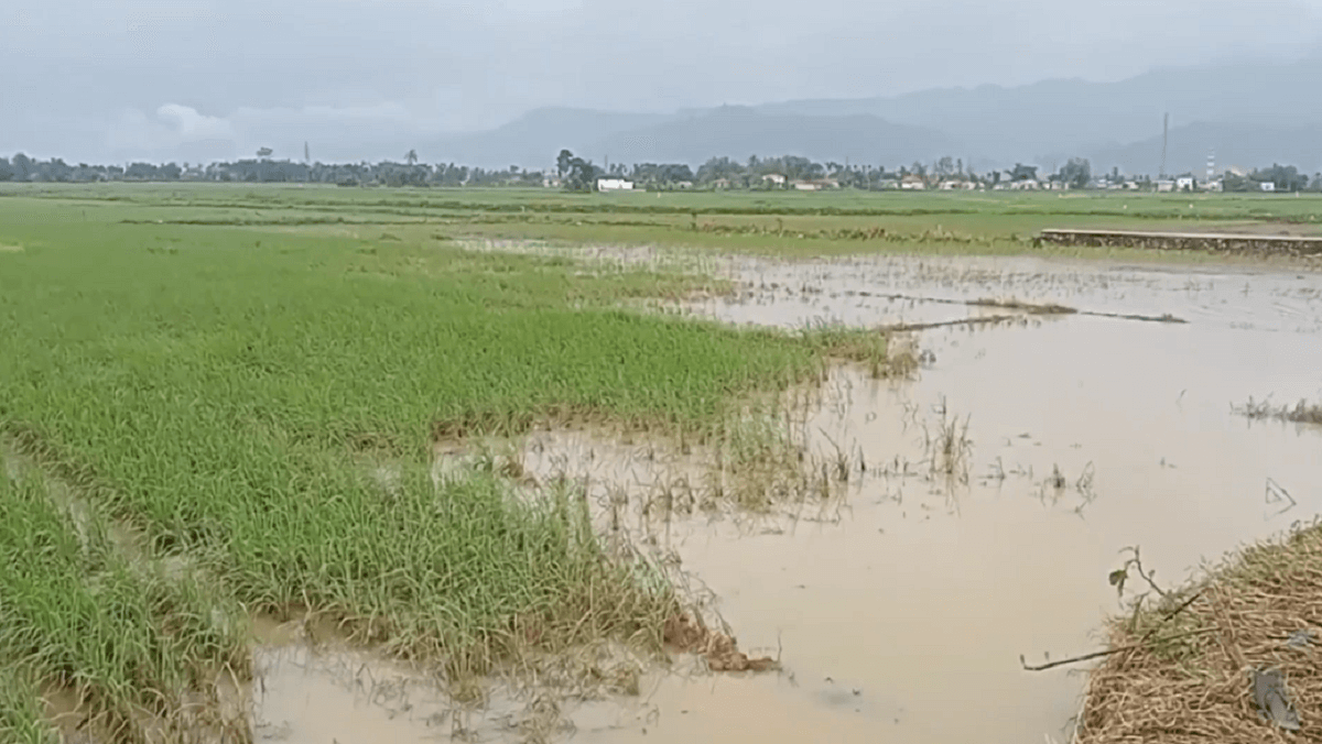 657 Hektar Sawah di Kabupaten Kerinci Tidak Bisa Digarap Akibat Banjir