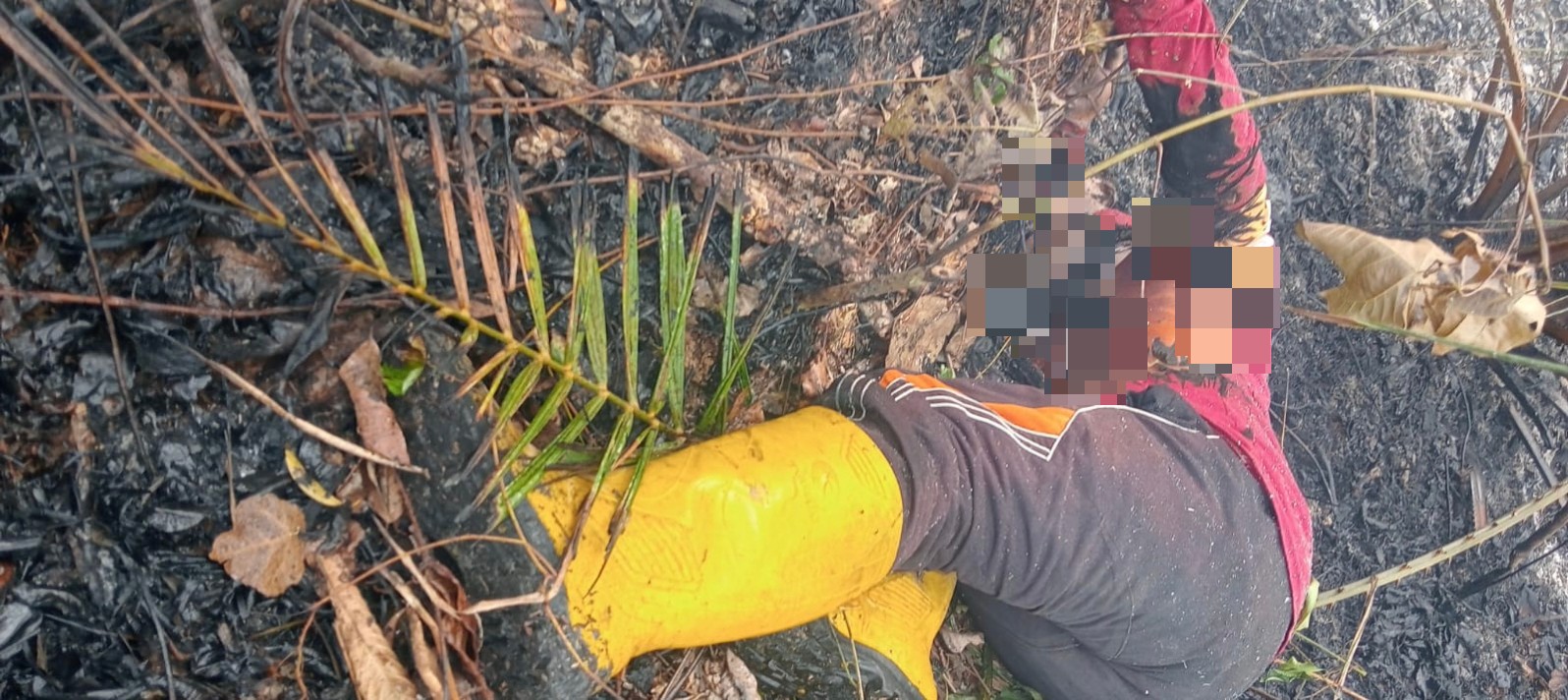 Seorang Warga Tebo Meninggal Dunia, Saat Padamkan Api Dikebunnya