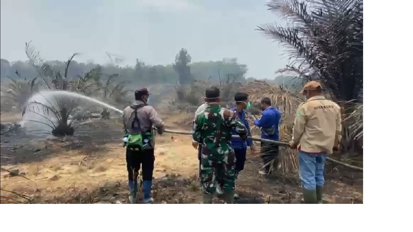Kebakaran Lahan, Kebun Sawit Warga Terbakar, Api Mendekati Permukiman