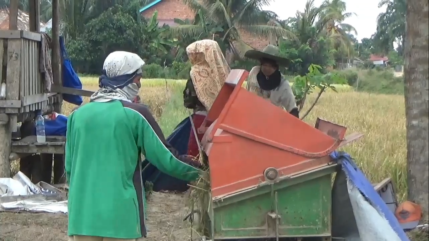 Harga Beras di Tingkat petani Kabupaten Muaro Jambi Melonjak