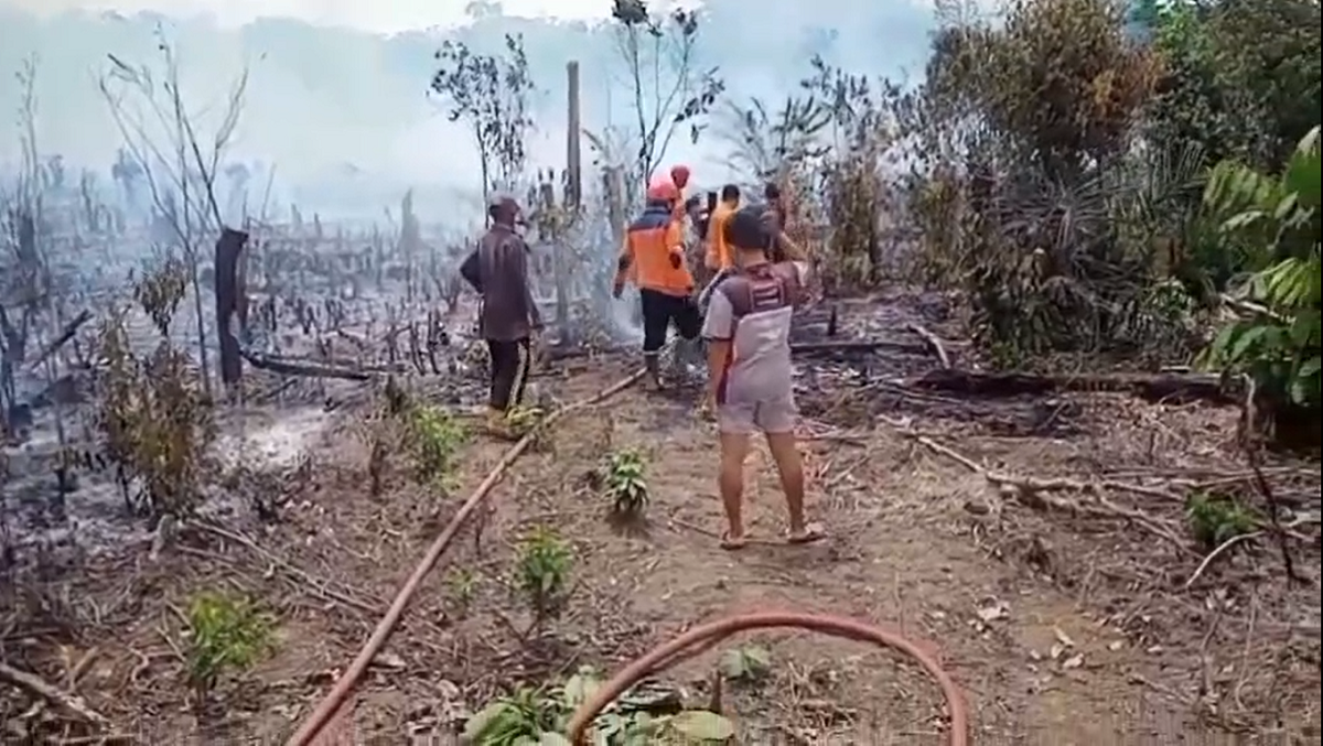 Kebakaran Hebat Terjadi di Tebo Tengah, Habiskan Kebun Warga Seluas 2,5 Hektar