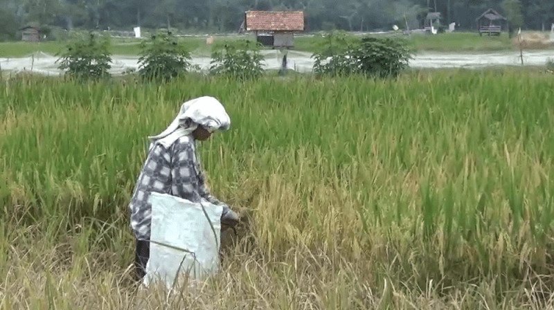 Puluhan Hektare Sawah di Muaro Jambi Kekeringan dan Rusak Diserang Hama