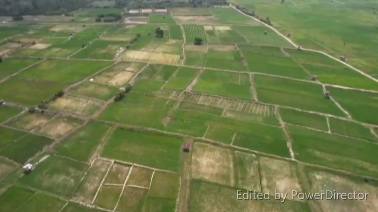 1.200 Hektare Sawah di Batang Hari Kekeringan, 183 Hektare Terancam Puso