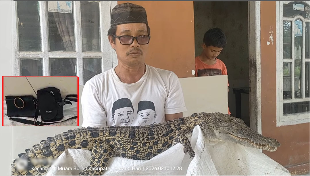 Terperangkap Lukah, Warga Temukan Seekor Buaya Berkalung Tas