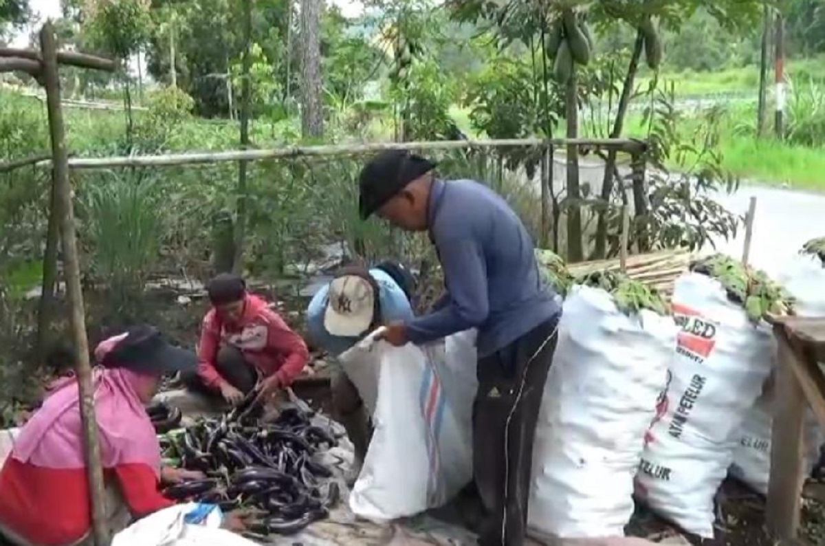 Petani Terong Dikerinci Menjerit, Harga Terong Anjlok Rp1.500 Perkilogram