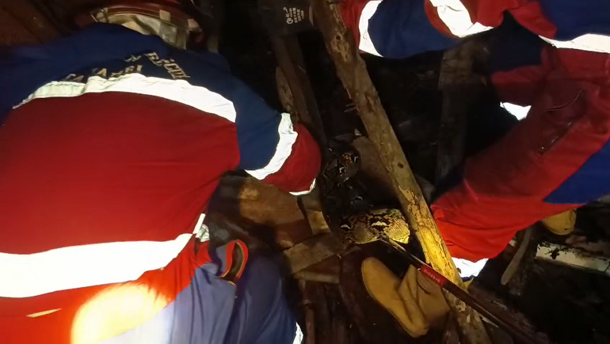 Tim Damkar Kota Jambi Berhasil Evakuasi Ular di Lorong Talaga Biru, Kelurahan Selamat