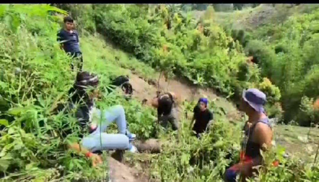 Polres Kerinci Amankan Pemilik Ladang Ganja di Kota Sungai Penuh