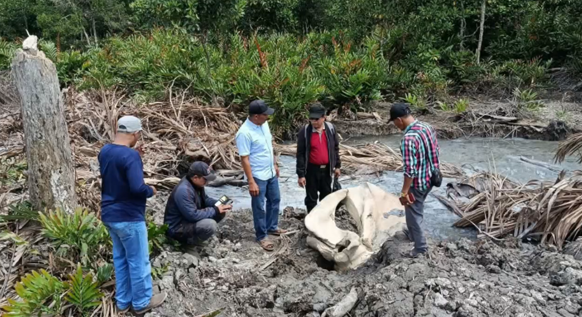 Penemuan Tulang Berukuran Besar Ditemukan Di Tanjab Barat