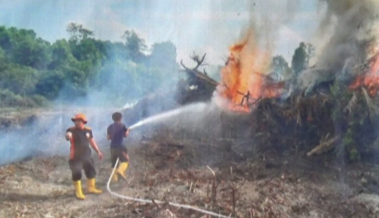 4 Kecamatan di Batanghari Rawan Karhutla, Karena Ada Lahan Gambut Dangkal