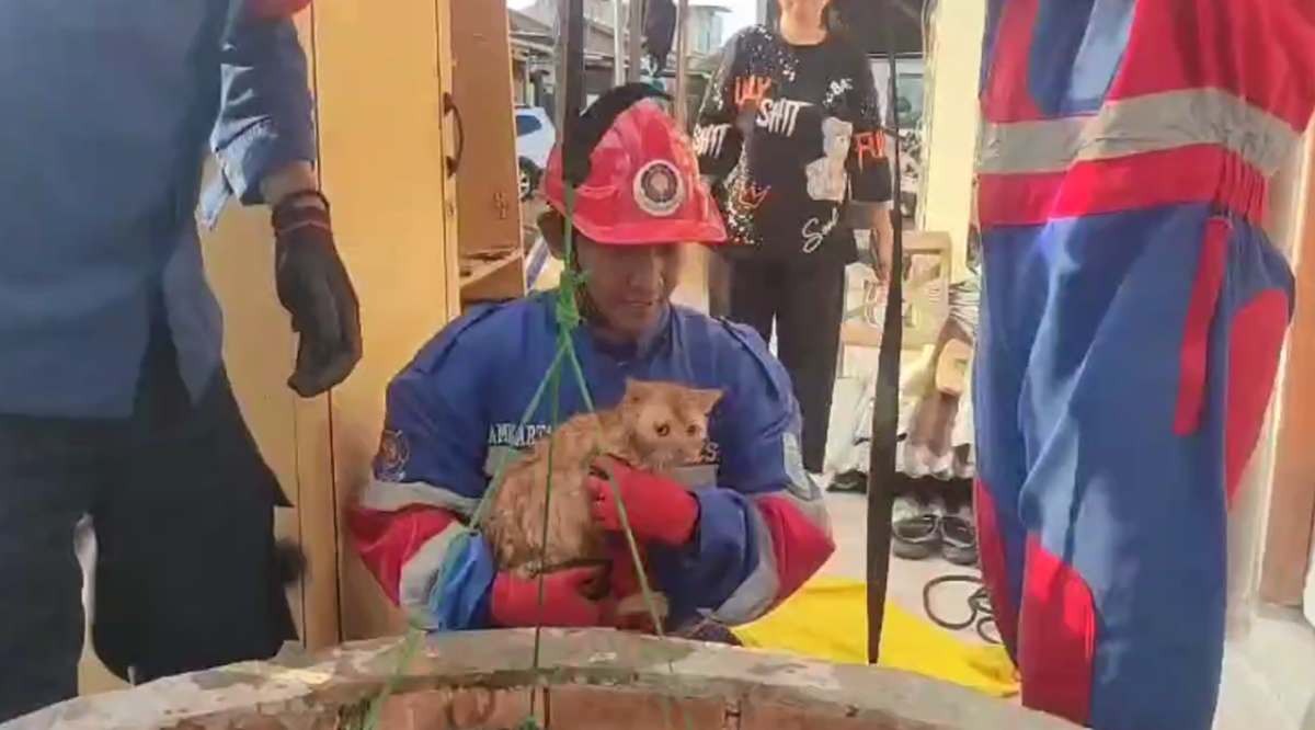 Dramatis, Tim Damkar Kota Jambi Evakuasi Kucing dari Sumur Sedalam 10 Meter