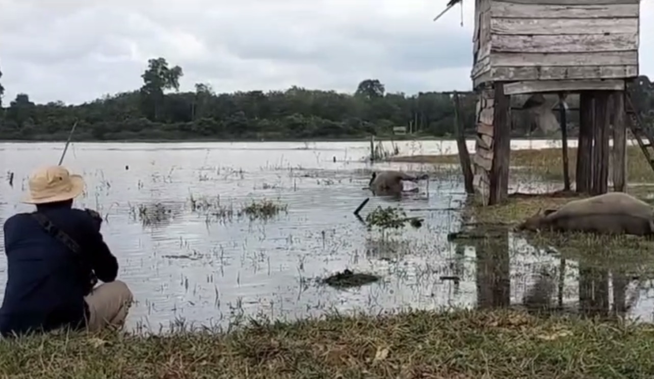 Ratusan Ekor Kerbau Milik Warga Terusan Batanghari Mati Mendadak