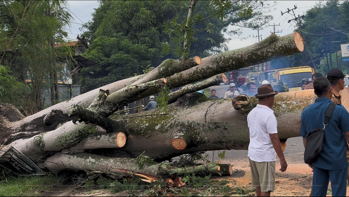 Pohon Tumbang Timpa Mobil di Muaro Jambi Akibat Angin Kencang