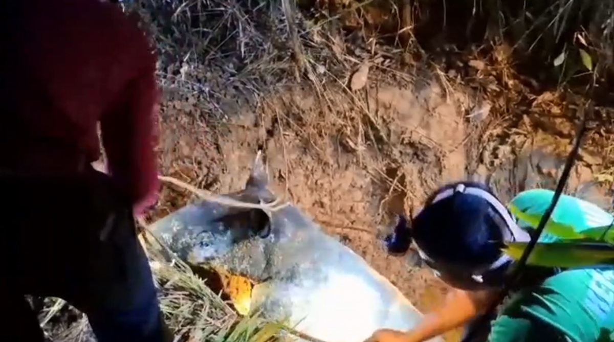 Dramatis! Seekor Tapir Sumatra Terjebak Sumur Tua di Candi Muaro Jambi Berhasil Dievakuasi