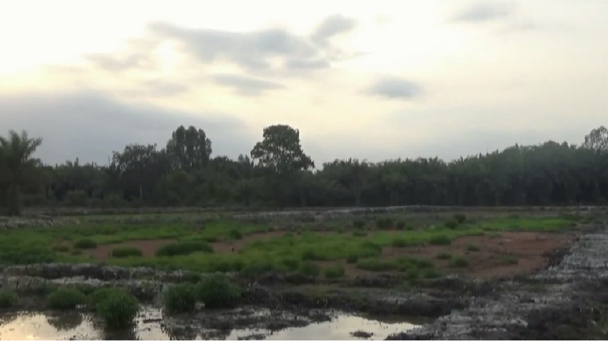 Progres Cetak Sawah Rakyat Batang Hari, 503 Hektare Lahan CSR Belum Ditanami Padi