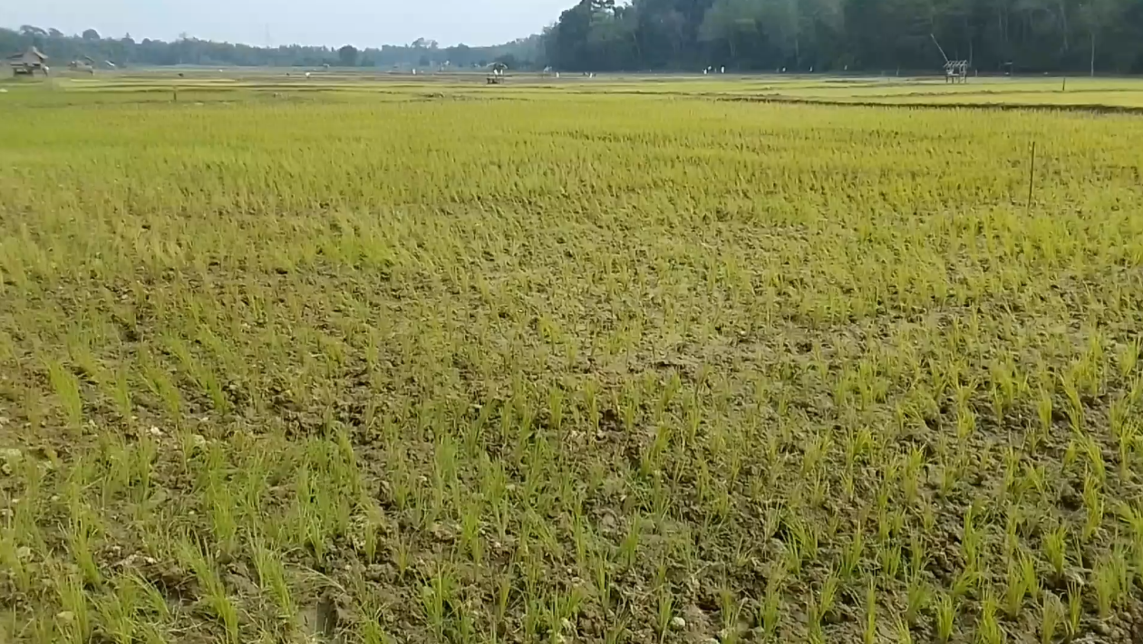 Dampak Musim Kemarau, 1.485 Hektar Sawah Terancam Kekeringan 