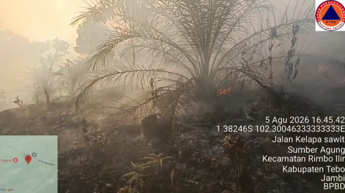 Karhutla Kembali Terjadi di Tebo, 2 Hektare Kebun Sawit Warga Terbakar