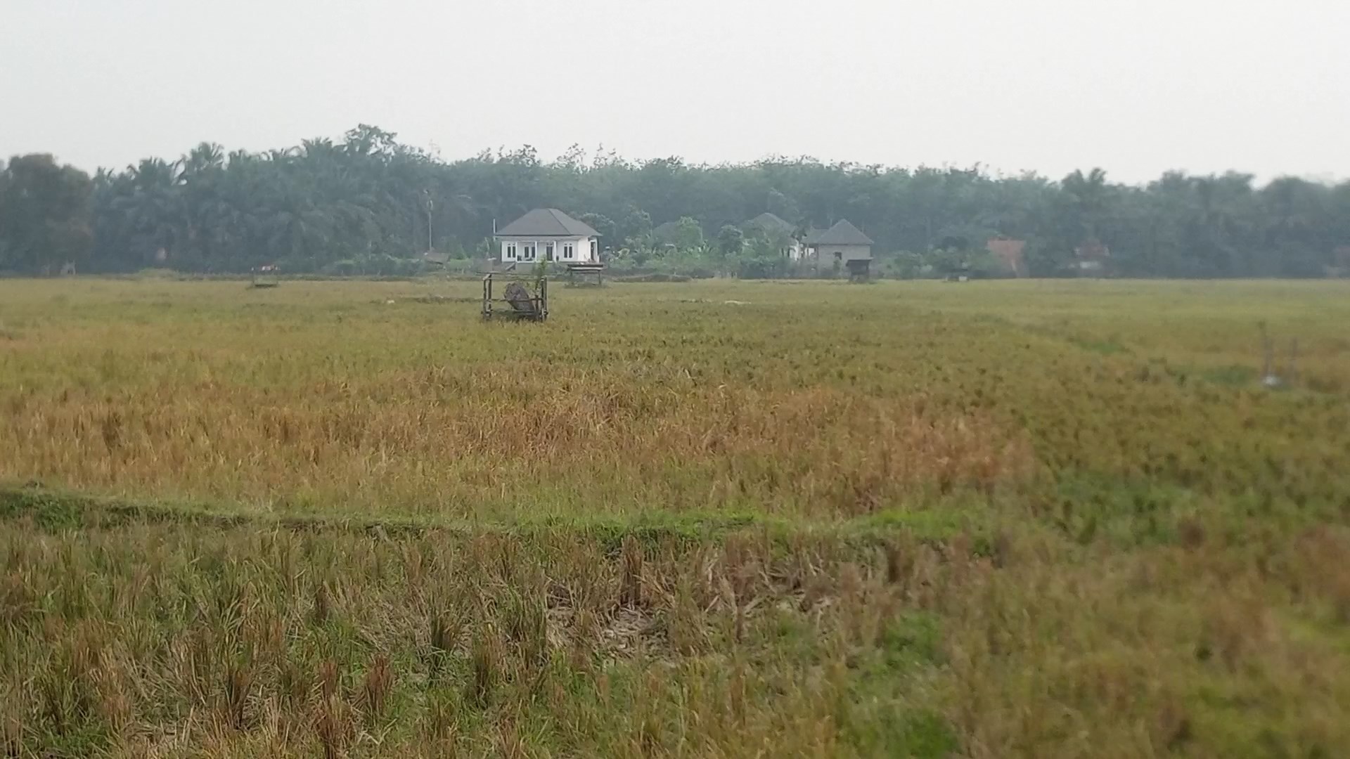 Kemarau Panjang, 100 Hektare Sawah di Tebo Gagal Panen