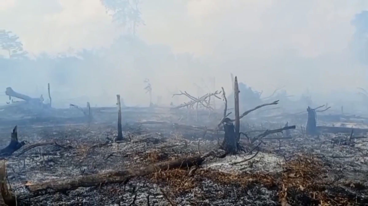 Siaga Karhutla! Ratusan Hektare Lahan Terbakar di Tebo, Warga Diminta Waspada
