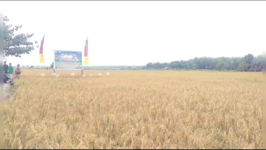 3.810 Hektar Sawah Padi di Batanghari Selamat dari Gagal Panen Musim Kemarau