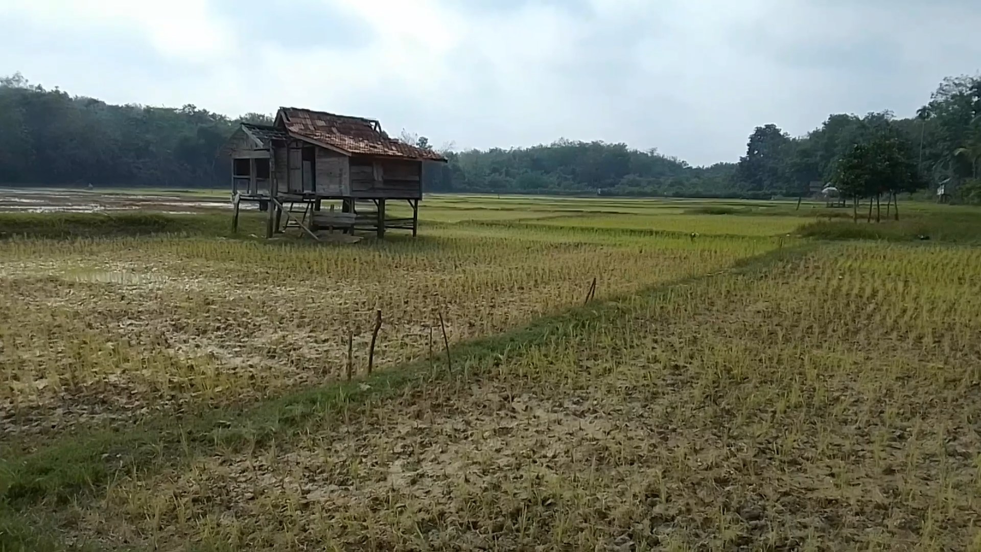 Dampak Kemarau di Tebo, Puluhan Hektar Sawah Terancam Gagal Tanam