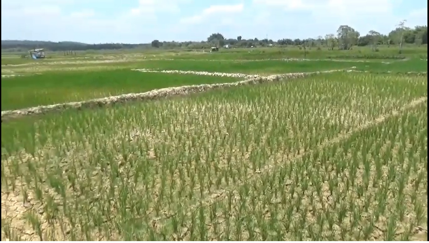 Sawah Milik Petani di Tebo Tidak Ada yang Diasuransikan