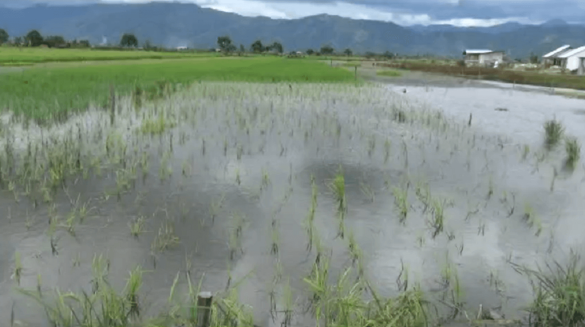 1.500 Hektar Sawah Warga Sungai Penuh Terancam Gagal Panen Karena Terendam Banjir