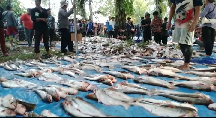 Tradisi Buka Lubuk Larangan, Warga Dusun Aurgading Kumpulkan 5 Ton Ikan