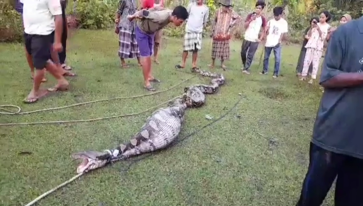 Warga Semabu Tangkap Ular Piton Sepanjang 4 Meter Usai Memangsa Anak Kambing