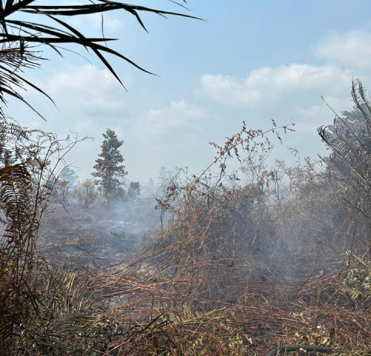 73 Desa di Muaro Jambi Rawan Karhutla, BPBD Siaga hingga 15 Oktober