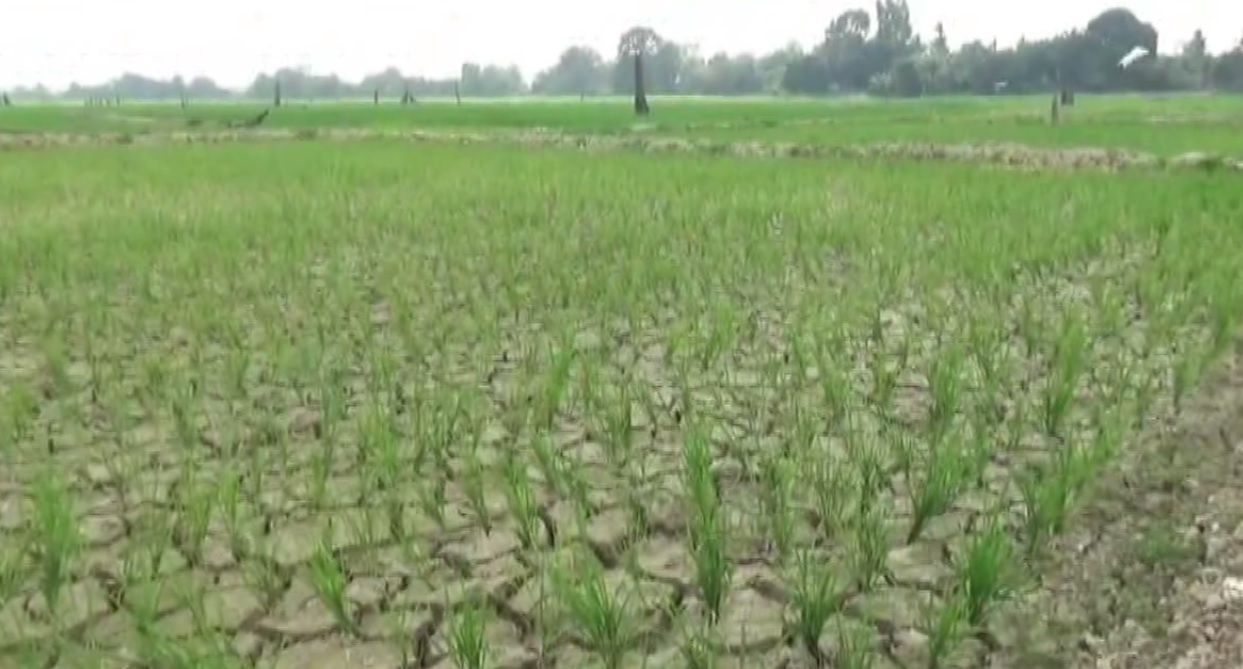 Dampak Kemarau, 2.238 Hektar Lahan Padi Sawah di Batanghari Terdampak Kekeringan