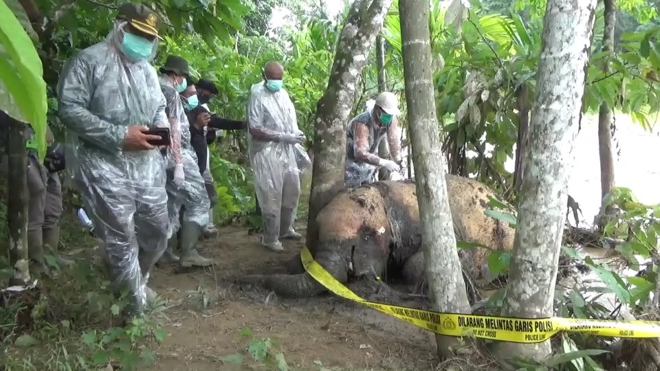 Warga Desa Talentam Temukan Bangkai Gajah di Pinggir Sungai Batang Tabir