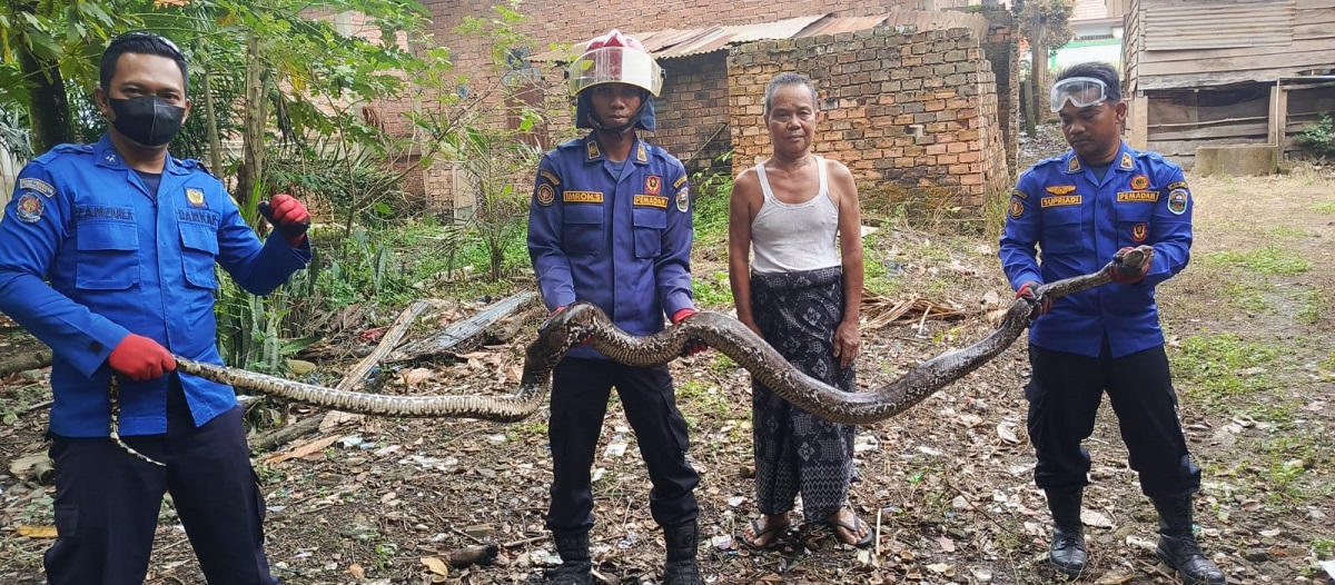 Piton 6 Meter dalam Sumur Warga, Damkar Kumpeh Ulu Lakukan Evakuasi Menegangkan