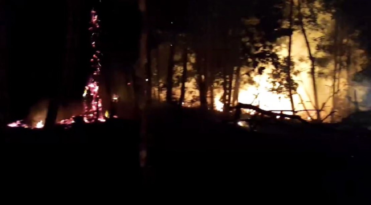 15 Hektar Lahan Tahura Di Senami Batang Hari Terbakar Lagi