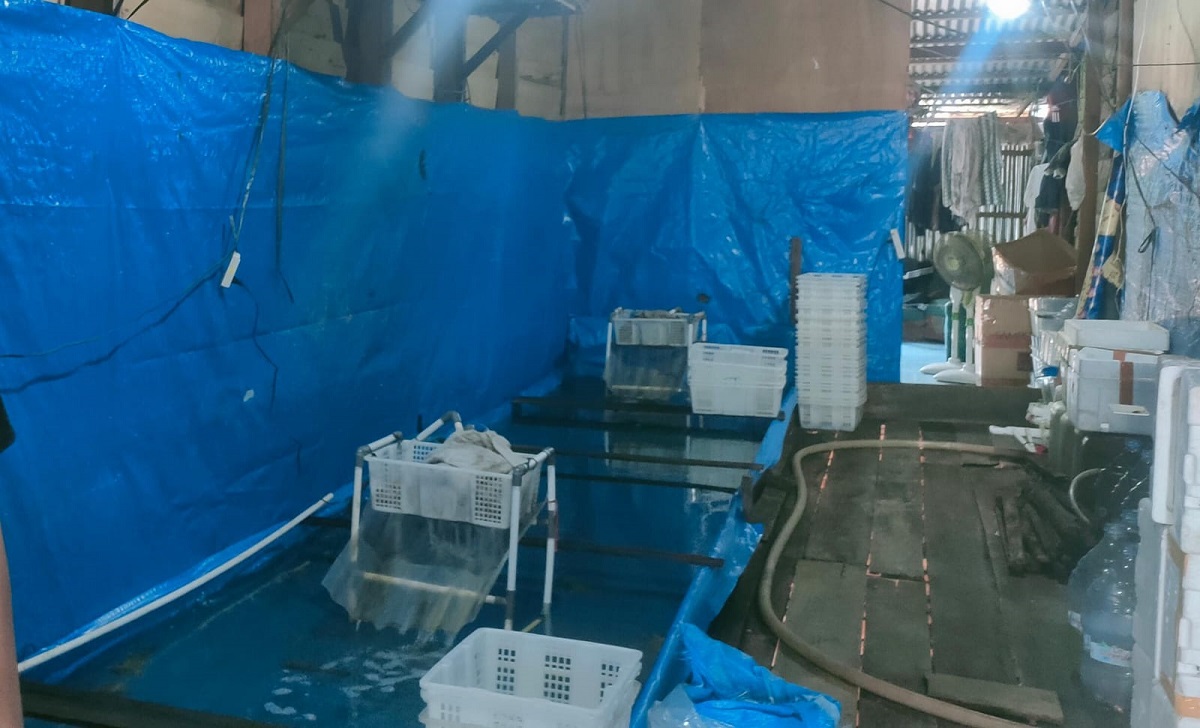 Harga Udang Ketak Stabil, Pemasok Ikan Sebut Pasokan Berkurang Dari Hasil Nelayan Melaut