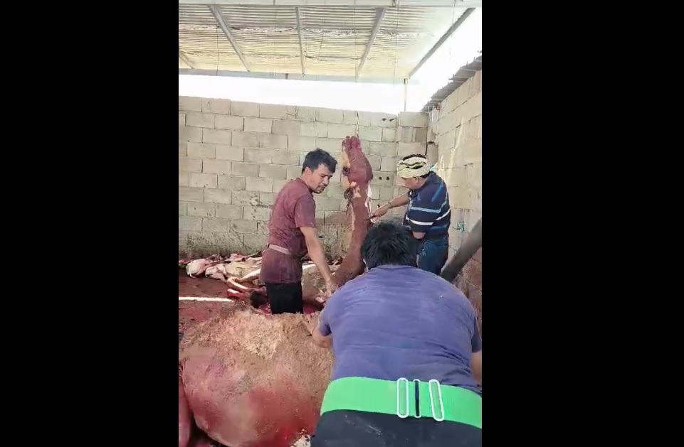 Usai Melontar Jumrah, Jemaah Haji Sarolangun Qurban 15 Ekor Unta dan 45 Kambing 