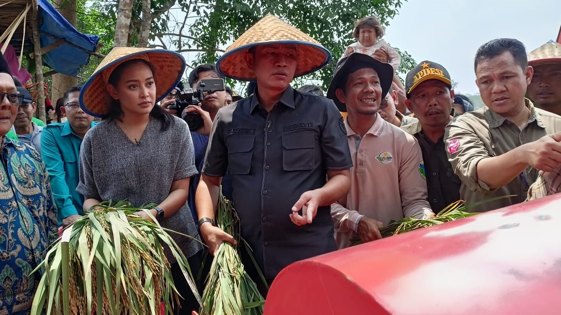 Panen Raya Padi, Kelompok Tani Simpang Aur Gading Hasilkan 8,8 Ton Perhektar   