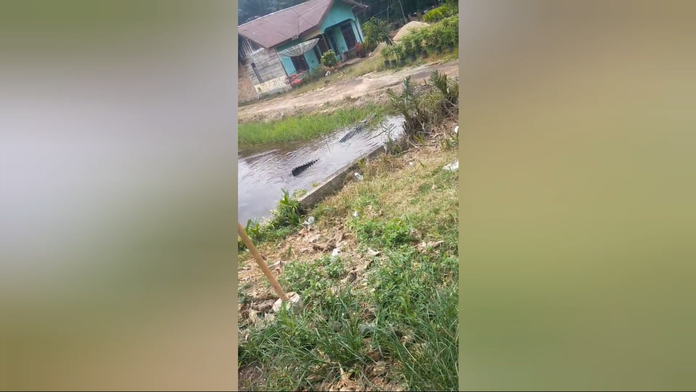 Buaya 4 Meter Muncul di Parit Permukiman Catur Rahayu, Warga Dendang Ketakutan