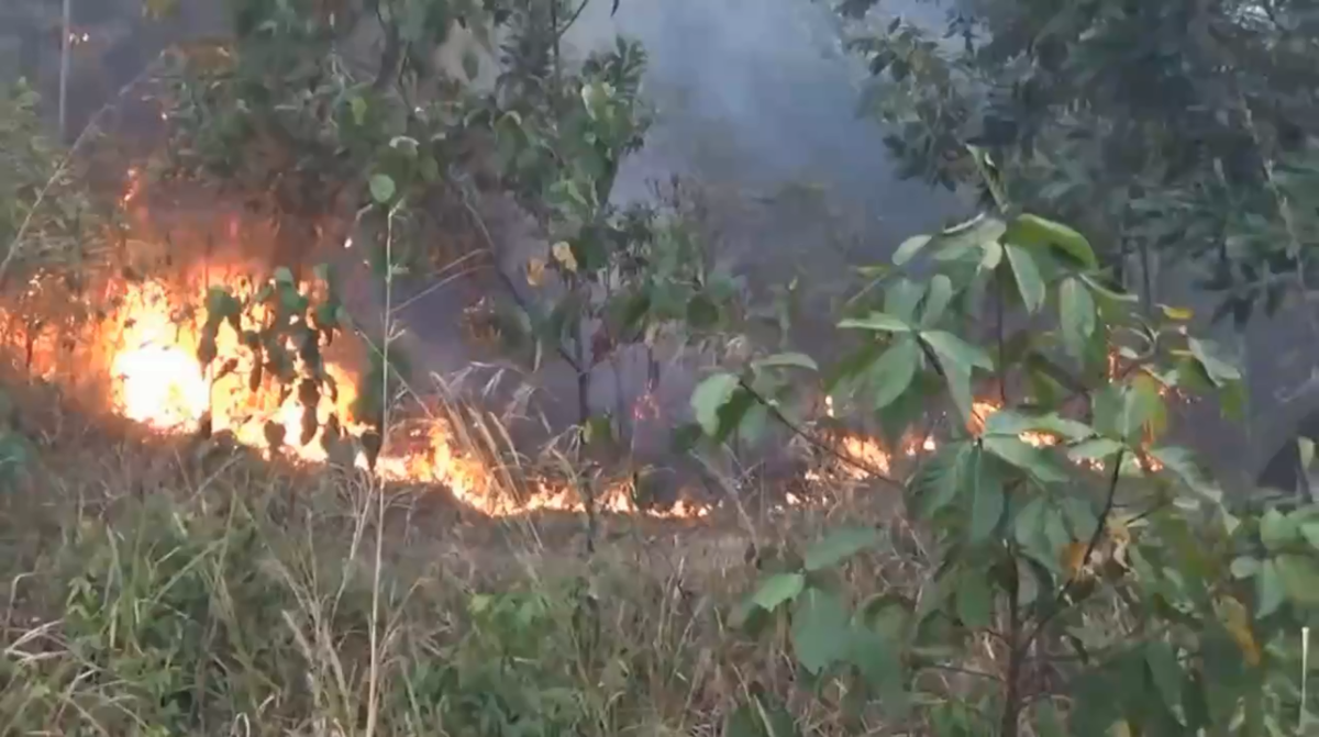 Kawasan Tahura Terbakar 10 Hektare Lebih Kawasan Tahura Di Batang Hari Terbakar Kabupaten Batang Hari