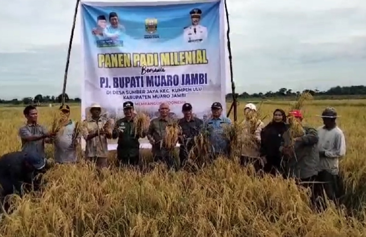 Panen Raya Perdana Petani Milenial di Muaro Jambi: Pj Bupati Dorong Optimalisasi Produktivitas Padi