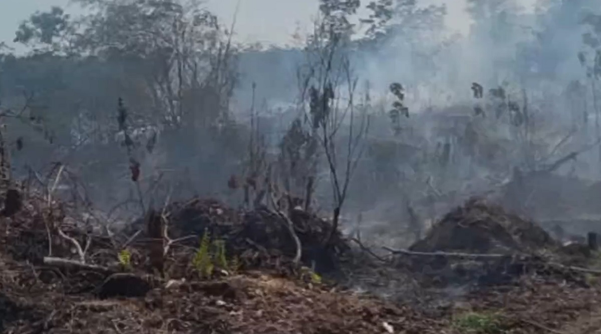 Karhutla di Batanghari, 6 Hektar Lahan di Kecamatan Bajubang Terbakar