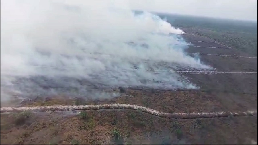 Hutan Konservasi Gajah dan Orang Hutan di Tanjab Barat Terbakar, Tim Satgas Amankan 1 Terduga Pelaku 