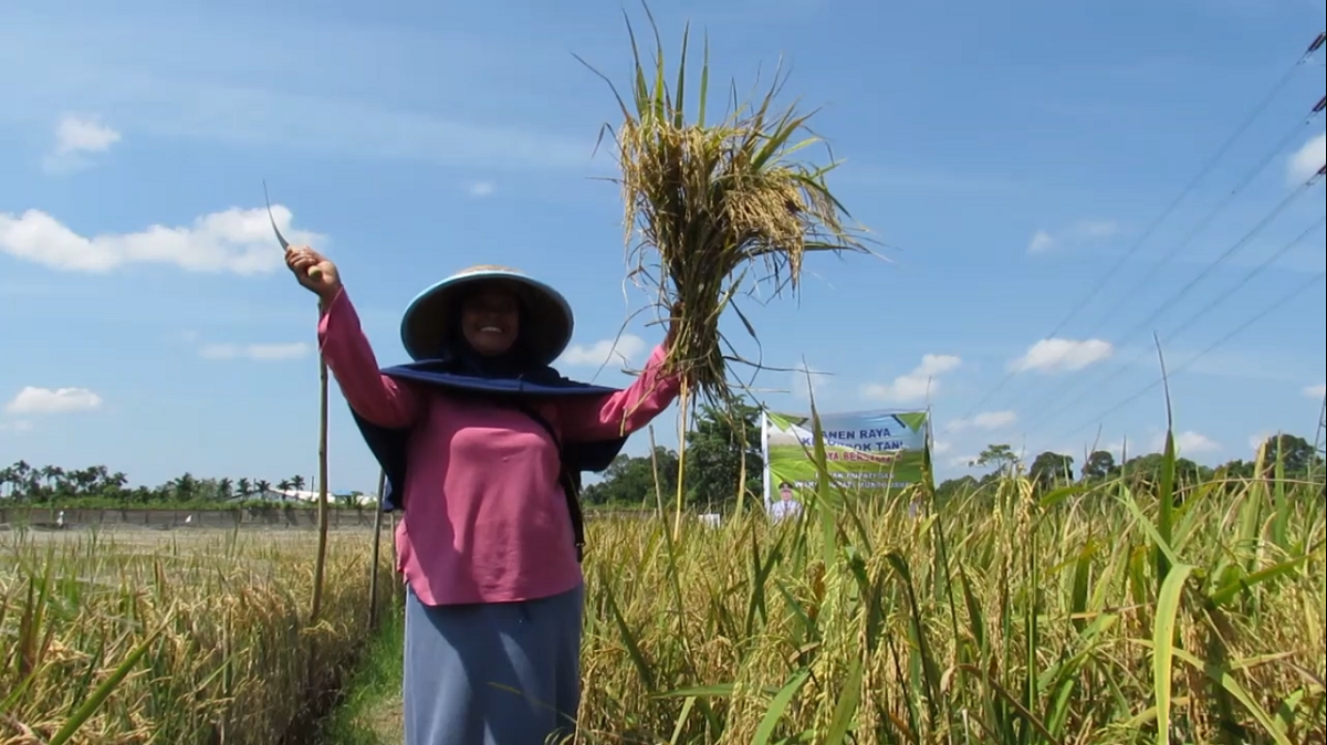 Tanpa Serangan Hama, Panen Padi di Muaro Jambi Meningkat