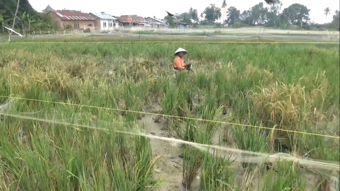 Dinas TPHP Klaim Tidak Ada Gagal Panen Akibat Kekeringan