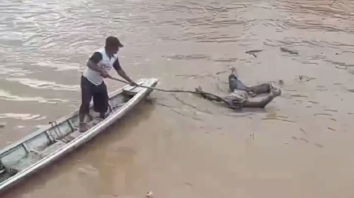 Geger! Warga Tanjung Menanti Temukan Mayat Mengambang di Sungai Batang Tebo 