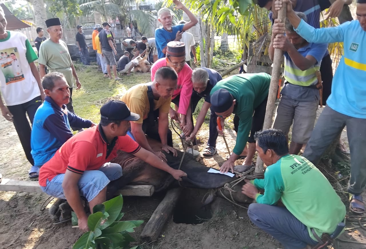 Tradisi Berkurban, Warga Terusan Sembelih 6 Ekor Sapi