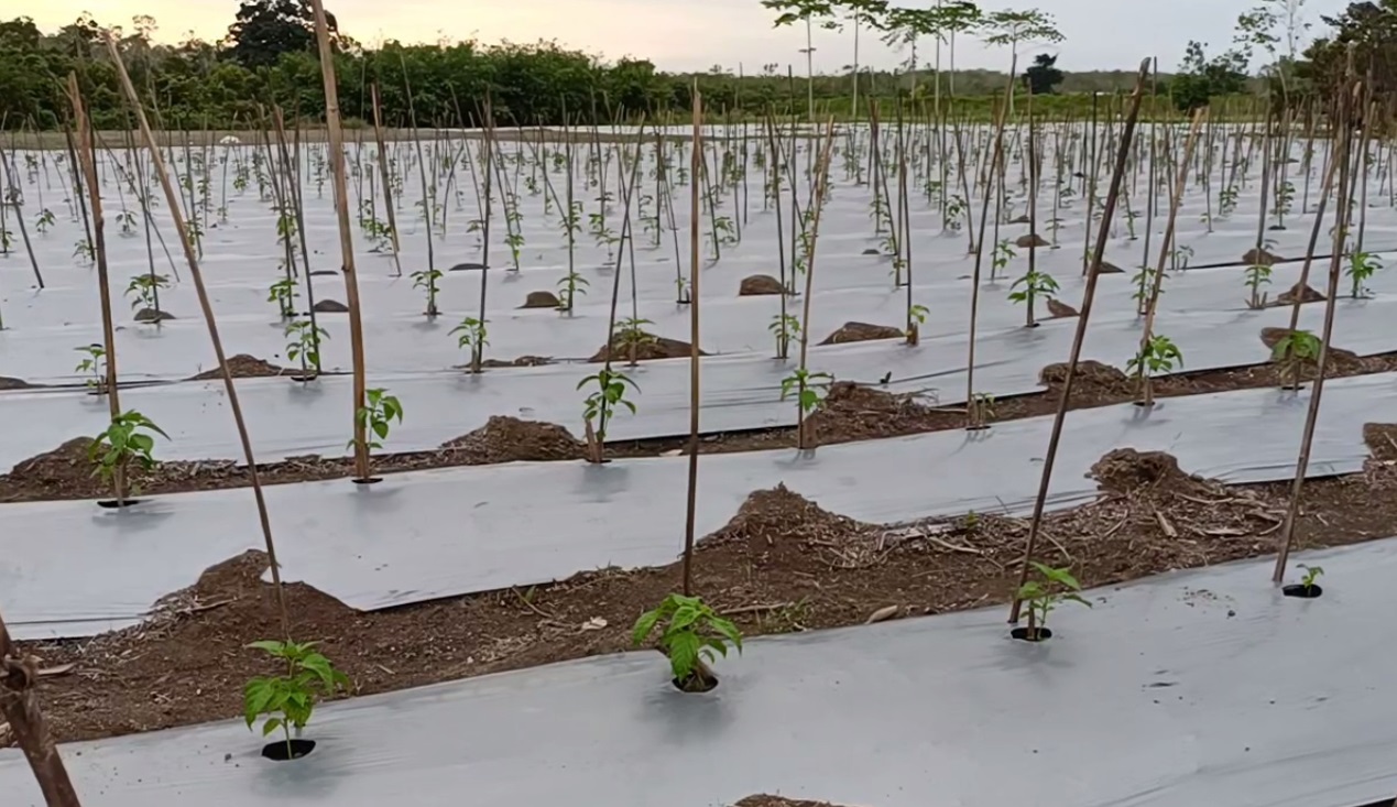 Musim Kemarau, Kekurangan Pasokan Air Ancam Lahan Pertanian di Sarolangun