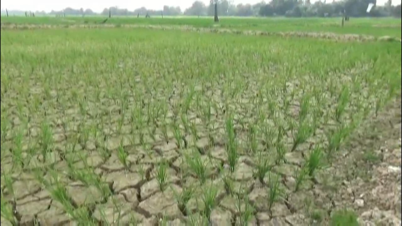 Ratusan Hektar Sawah Warga di Pasar Terusan Batanghari Kekeringan, Sudah 3 Pekan Petani Kesulitan Pasokan Air