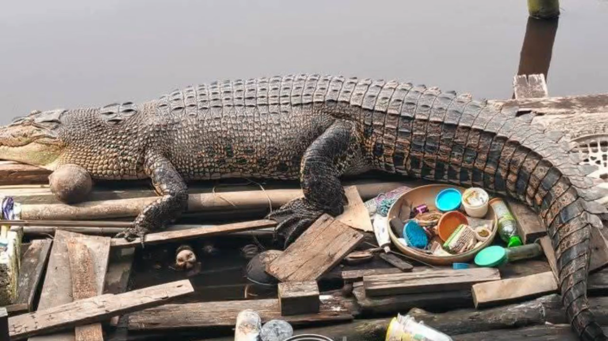 Buaya Gempal Asik Berjemur Di Jamban Sungai Betara