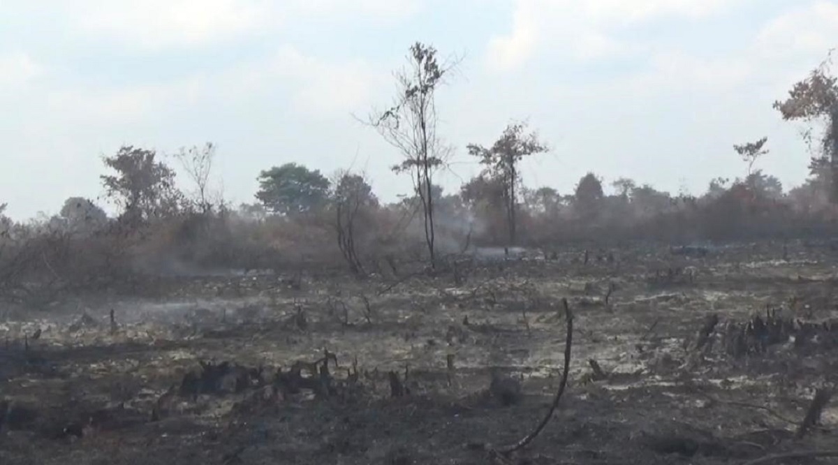 302,93 Hektare Lahan di Muaro Jambi Terbakar, Mayoritas Gambut